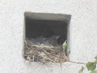 P5290232  Vogelnest in Kirchennische
