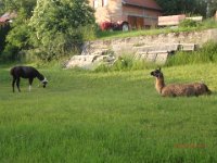 P5290249  auf dem Weg zum Heurigen erblicken wir Alpacas...