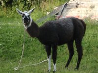 P5290250  ... das wären die richtigen Gepäcksträger